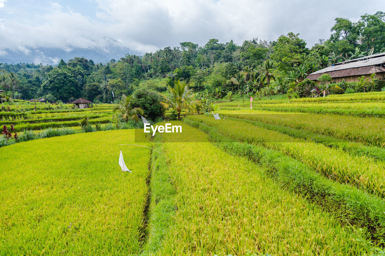 Scenic view of agricultural field against sky