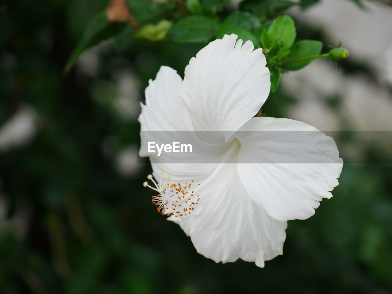 Close-up of flower blooming outdoors