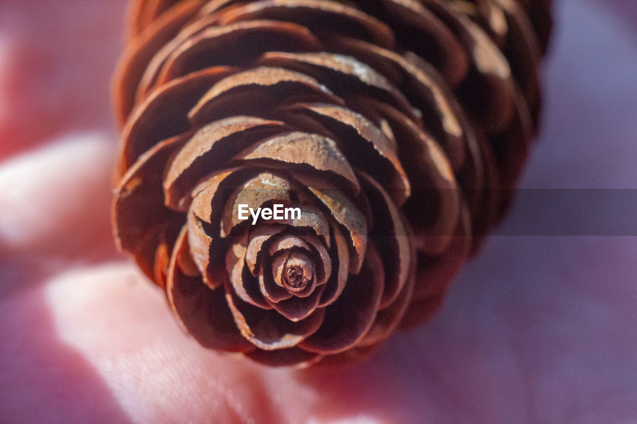 close-up, macro photography, flower, brown, food, chocolate, food and drink, spiral, no people, freshness, focus on foreground, indoors, nature, produce, leaf, plant, dessert, selective focus, beauty in nature