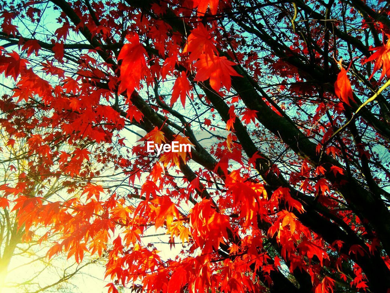 LOW ANGLE VIEW OF TREE BRANCHES AGAINST SKY