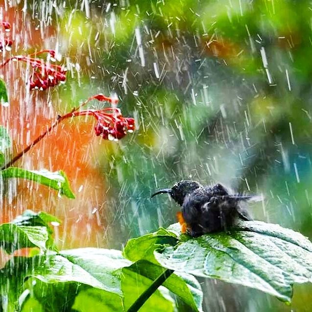 Close-up of bird of plant during rain