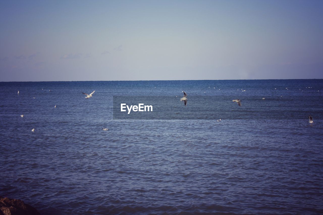 SWANS AT SEA AGAINST CLEAR SKY