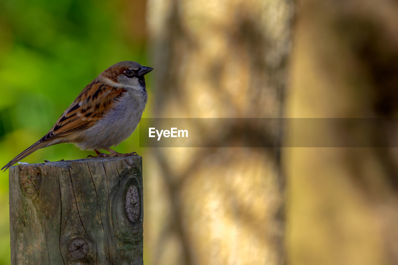 CLOSE-UP OF A BIRD PERCHING ON WOODEN POST