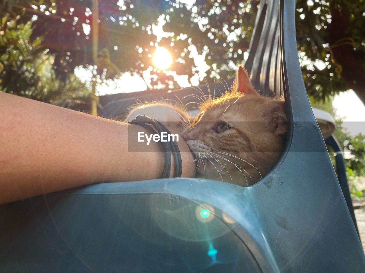 CLOSE-UP OF HAND ON CAT BY MIRROR