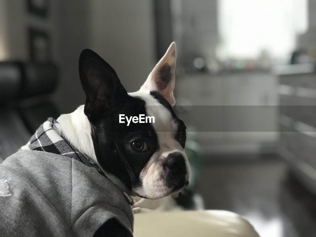 CLOSE-UP OF DOG LOOKING AT HOME