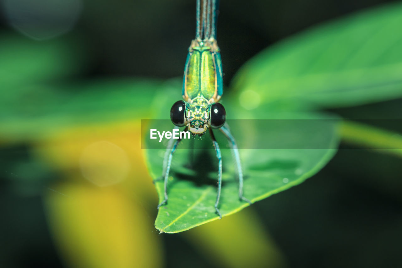 CLOSE-UP OF GRASSHOPPER ON LEAF