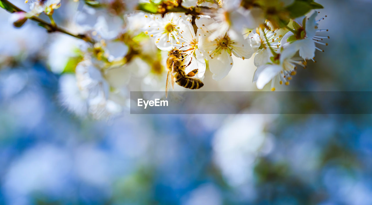 Close-up of bee pollinating flower