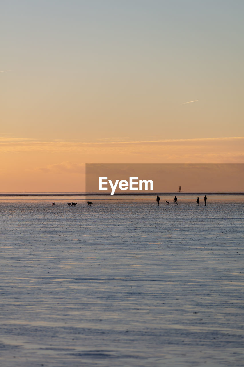 A smal group of people take a walk with dogs in the mud flat of north sea at low tide