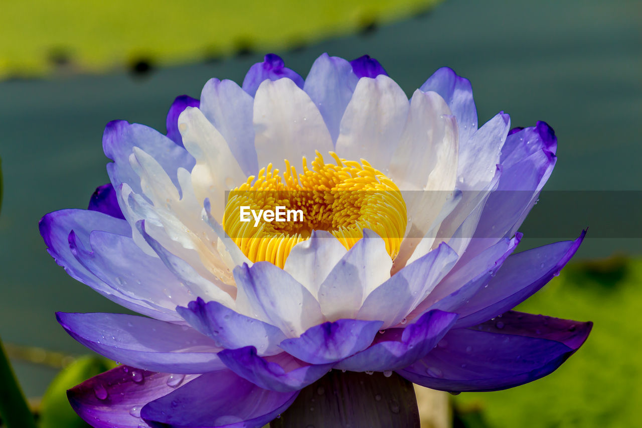 Close-up of purple flower