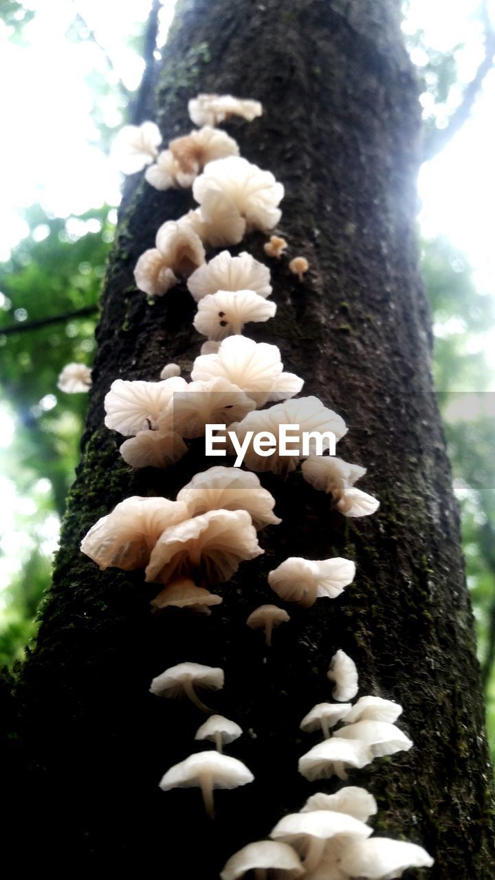 CLOSE-UP OF WHITE FLOWERS GROWING ON TREE