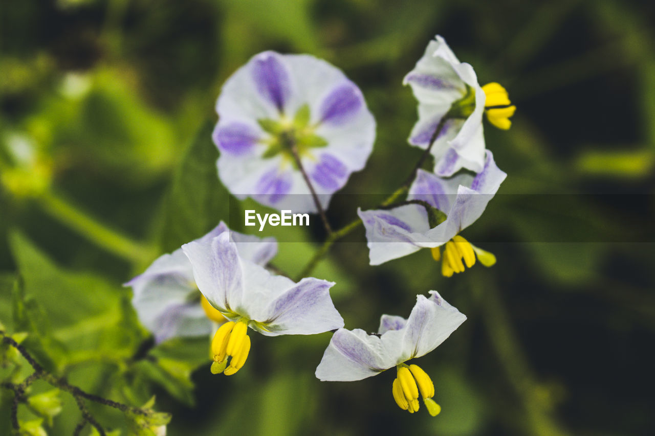 Close-up of purple flowering plant