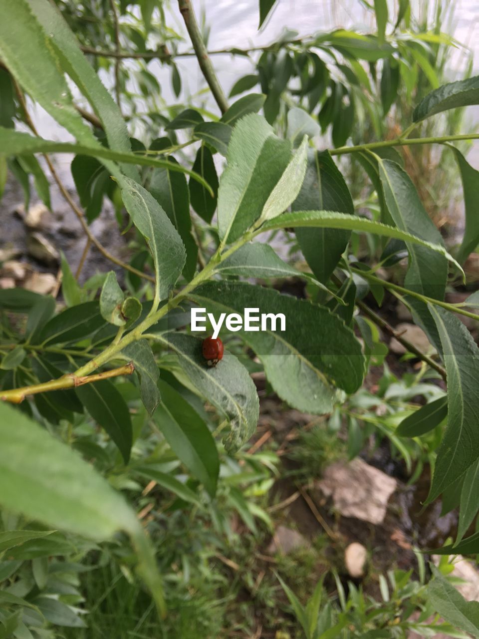 CLOSE-UP OF FRUITS GROWING ON PLANT