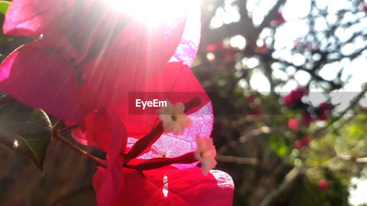 LOW ANGLE VIEW OF GIRL WITH PINK FLOWERS