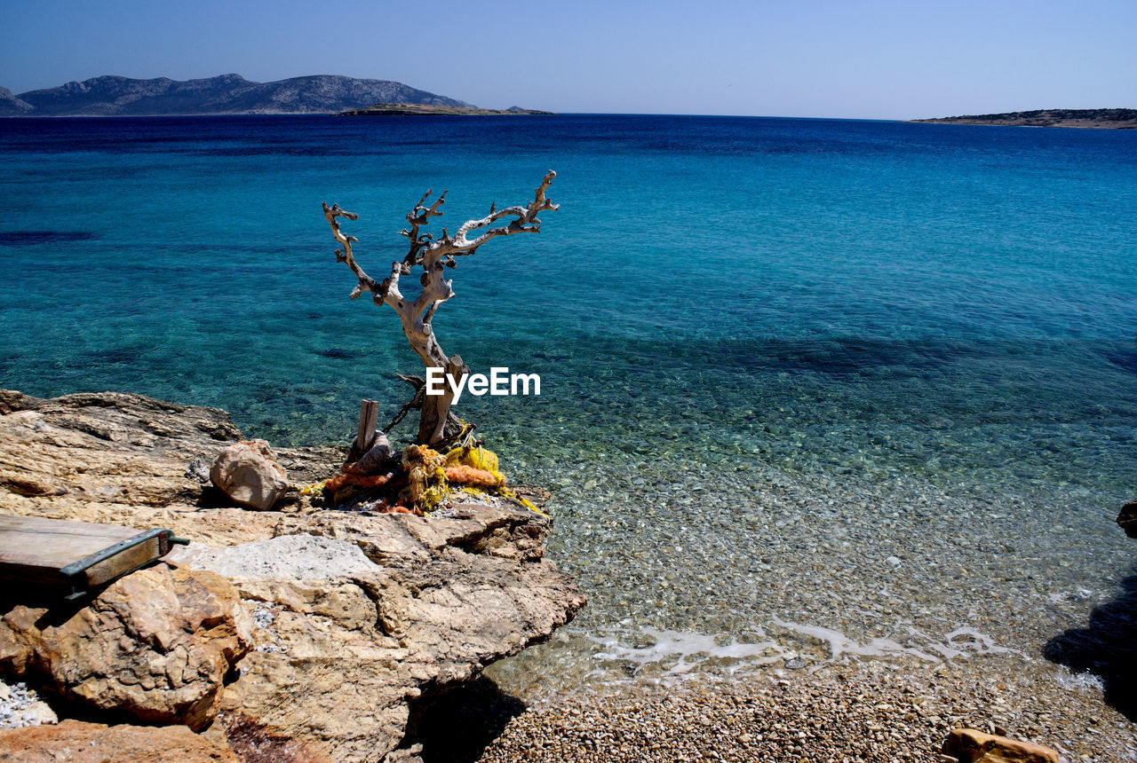 SCENIC VIEW OF DRIFTWOOD ON BEACH