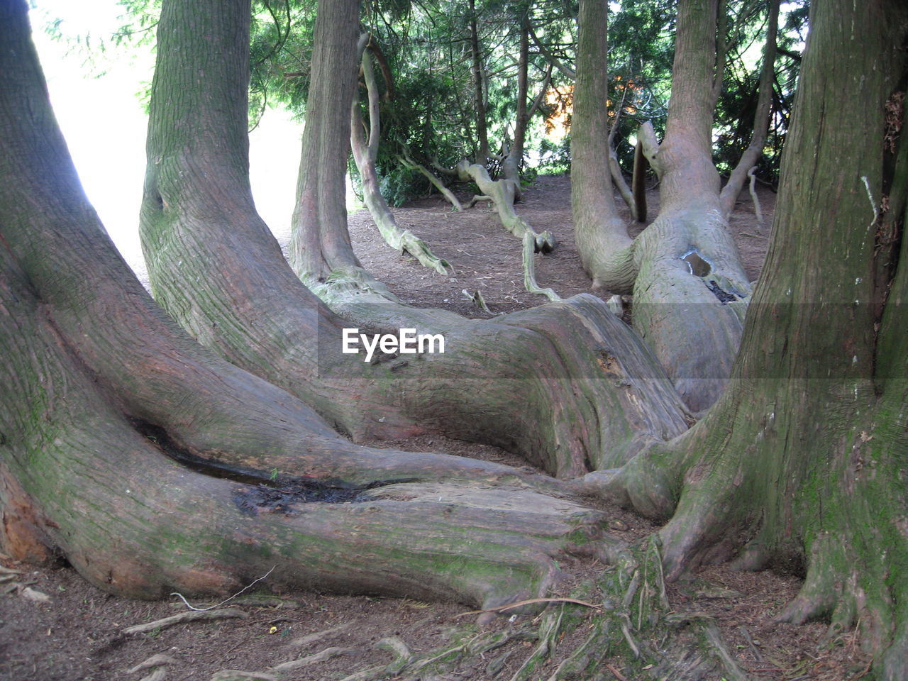 Scenic view of tree in forest