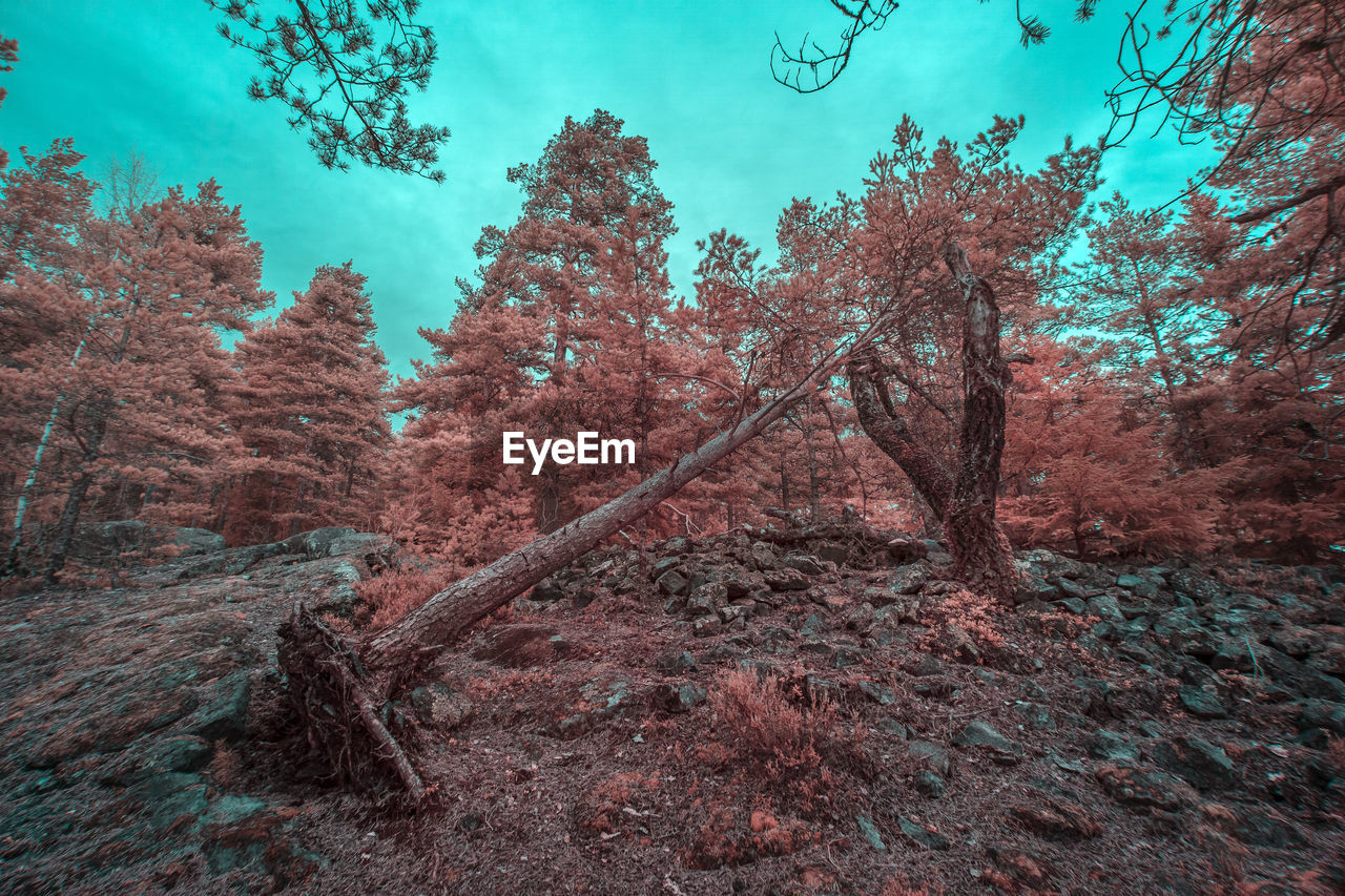Infrared view of trees in forest