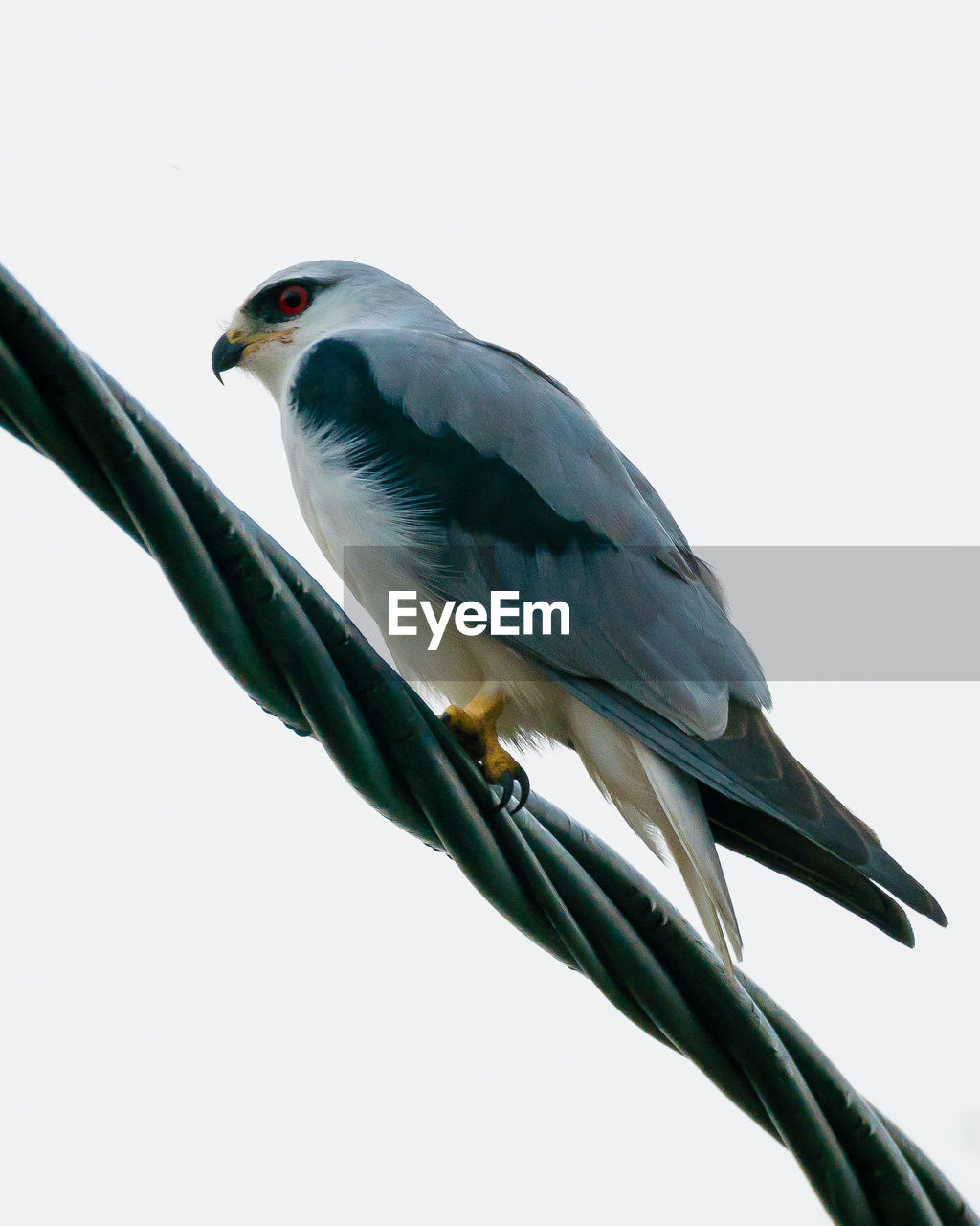 Black winged kite shot at malacca malaysia