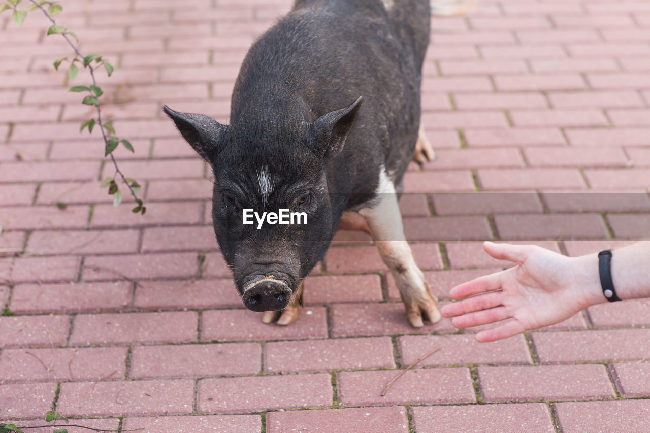 HIGH ANGLE VIEW OF DOG HANDS ON FOOTPATH