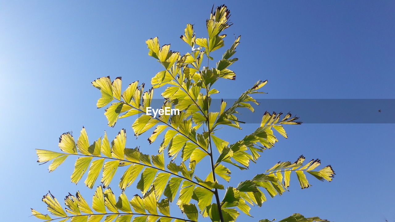 LOW ANGLE VIEW OF PLANTS AGAINST BLUE SKY