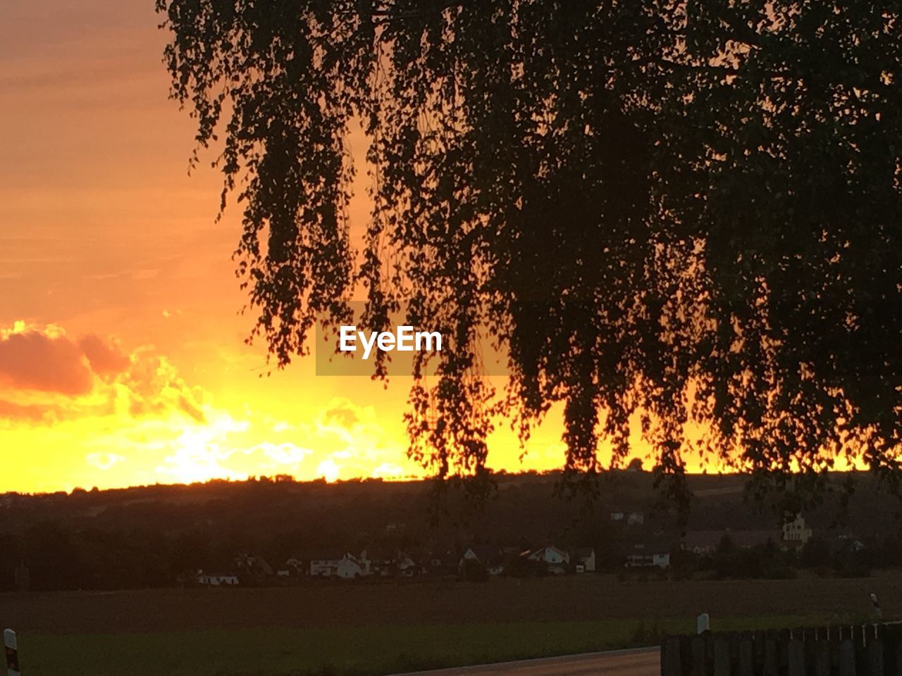 SILHOUETTE TREES AGAINST SKY DURING SUNSET