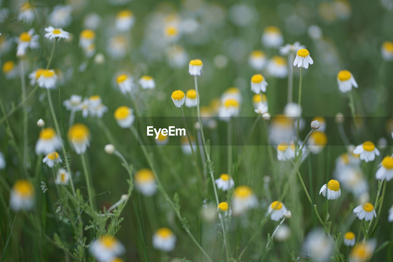 Wide field of matricaria chamomilla recutita, known as chamomile, camomile or scented mayweed.