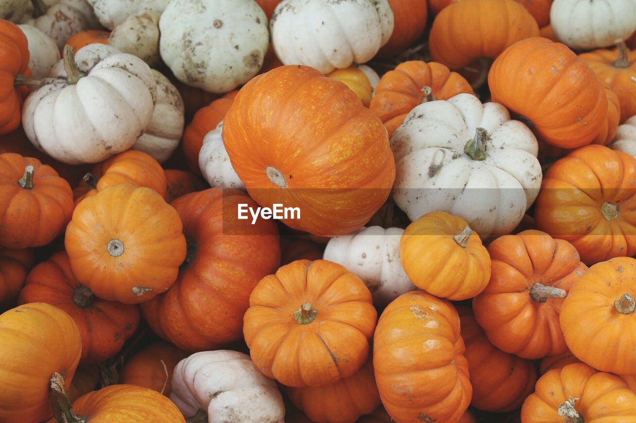 Full frame shot of fresh pumpkins