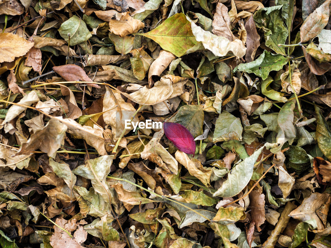 Fall leaves on the ground