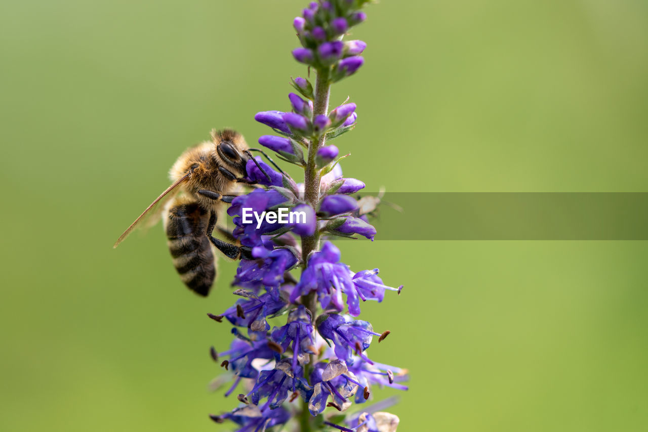 CLOSE-UP OF BEE POLLINATING ON LAVENDER