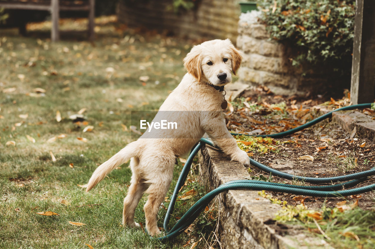 Golden retriever labrador puppy standing up on wall looking at camera