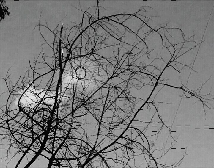 LOW ANGLE VIEW OF BARE TREES AGAINST THE SKY