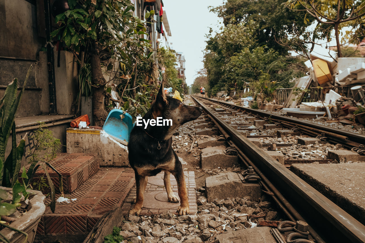 View of an animal on railroad track