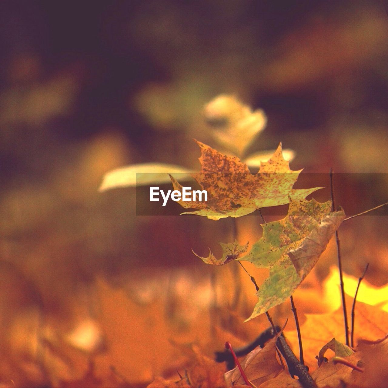 CLOSE-UP OF AUTUMNAL LEAVES