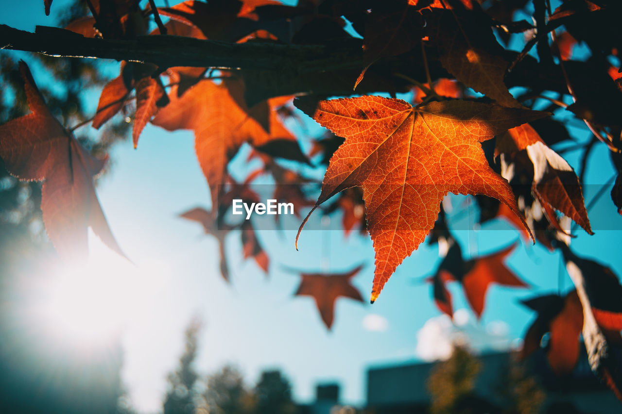 Low angle view of maple leaves on tree