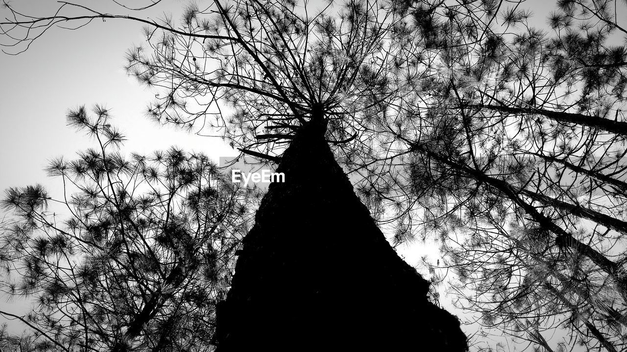 SILHOUETTE OF TREES AGAINST SKY