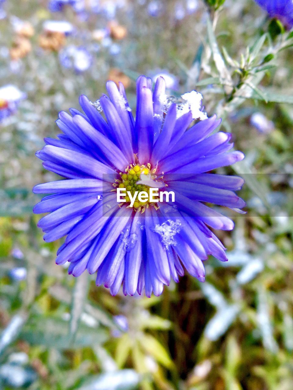 CLOSE-UP OF BLUE FLOWER BLOOMING OUTDOORS