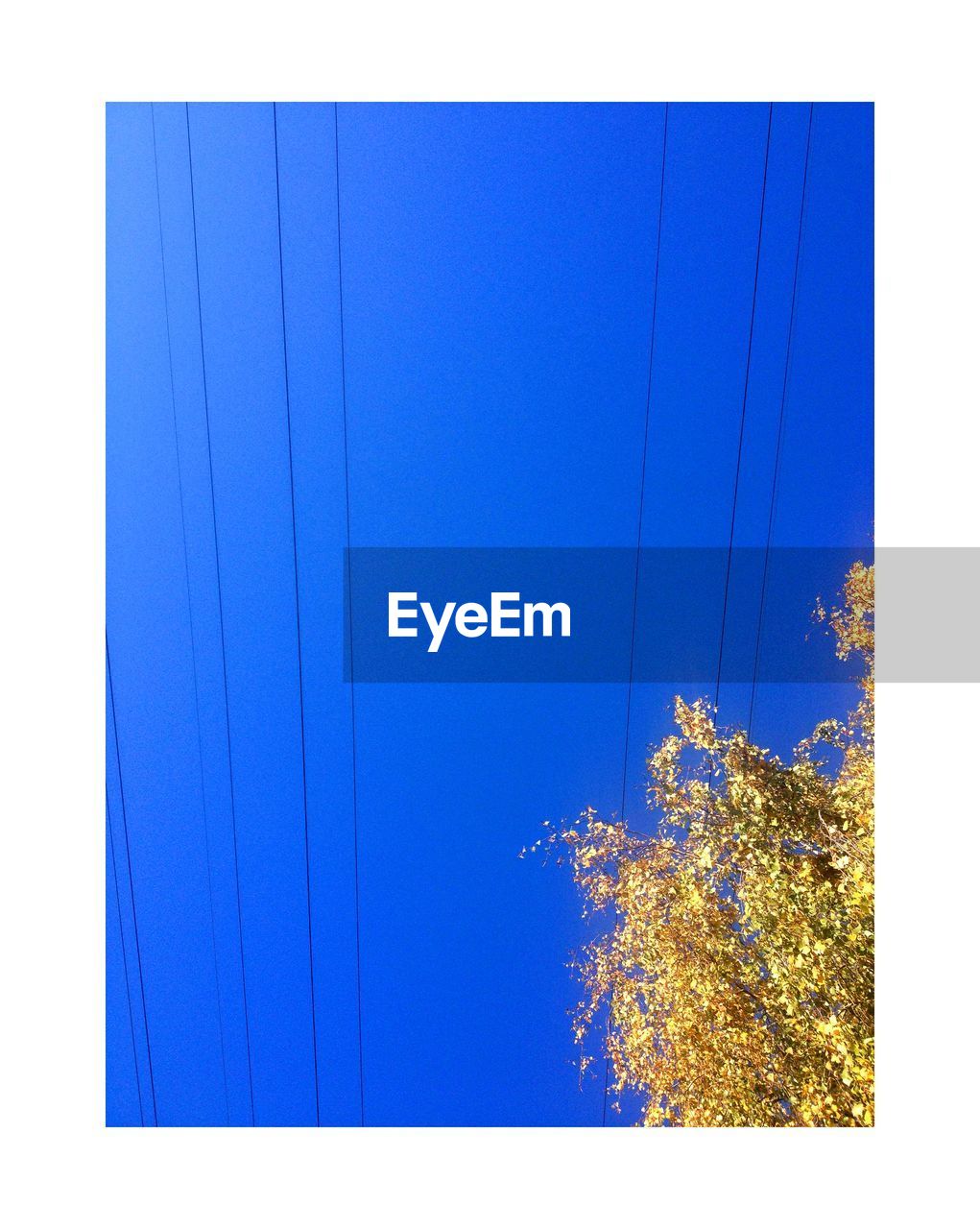 CLOSE-UP OF TREE AGAINST CLEAR SKY