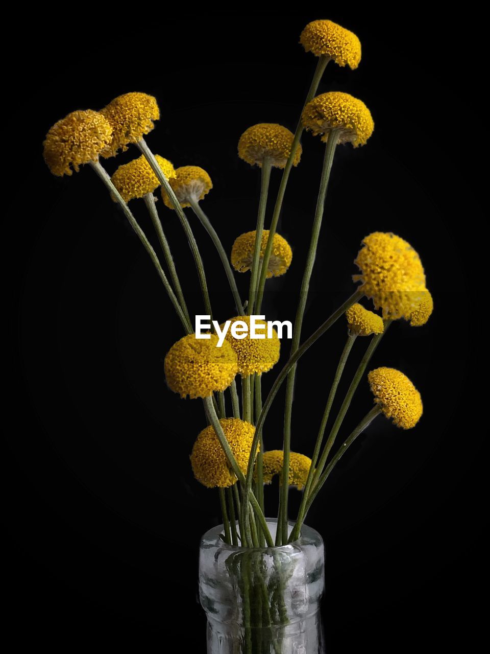 Close-up of yellow flowering plant in vase against black background