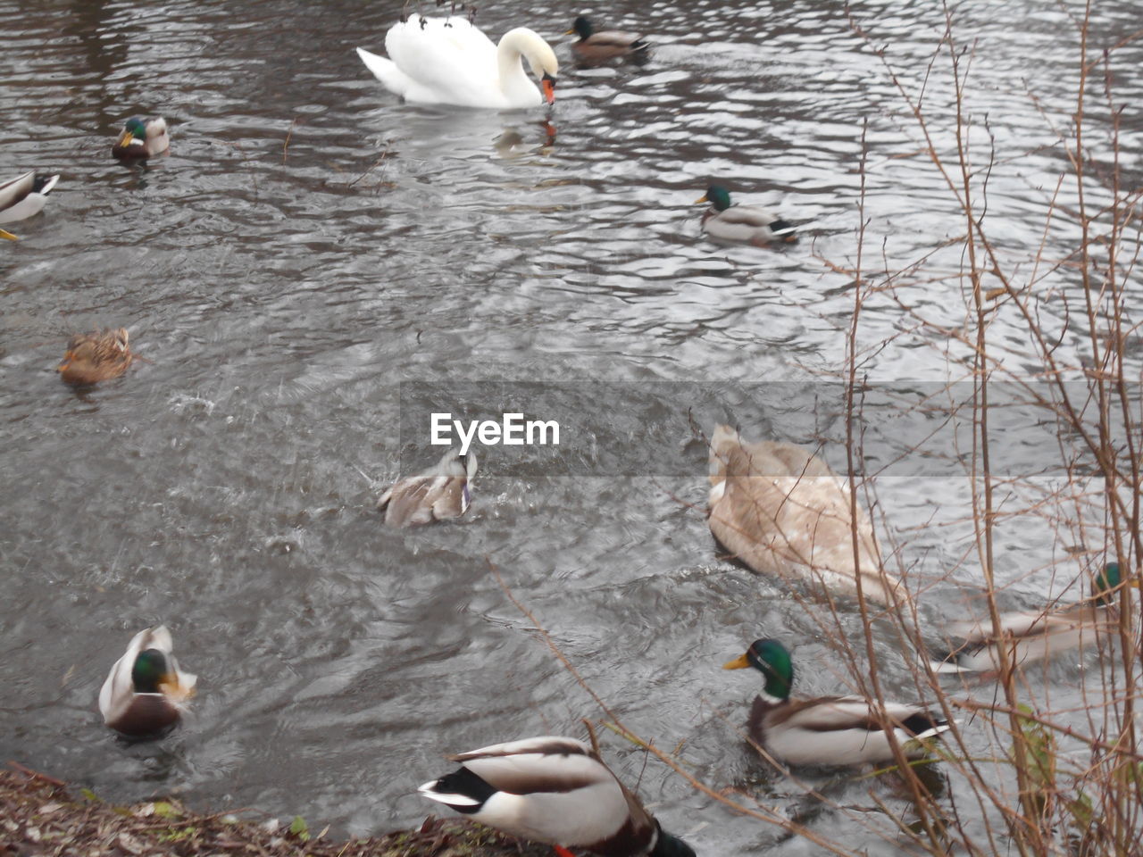 Swans swimming in lake