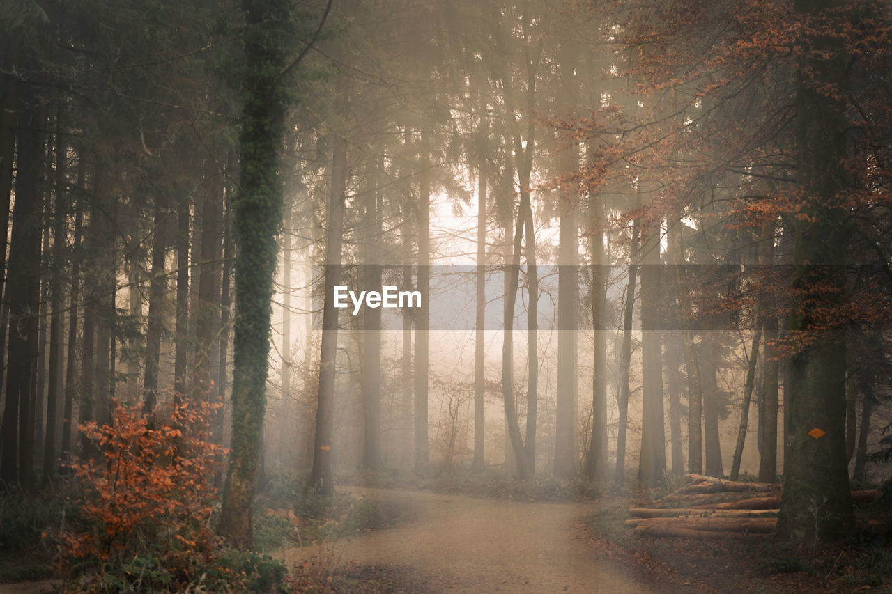 Sunlight streaming through trees in forest during autumn