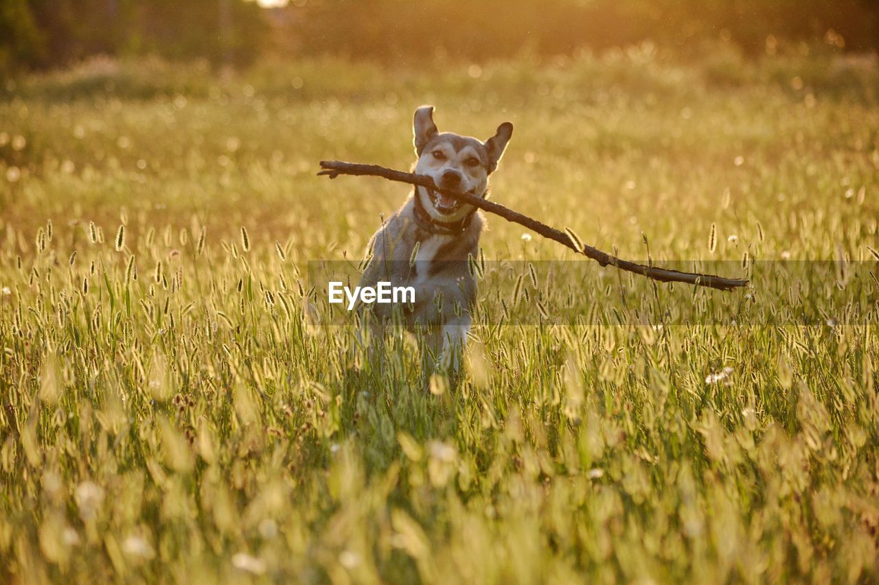 SMALL DOG RUNNING ON GRASS