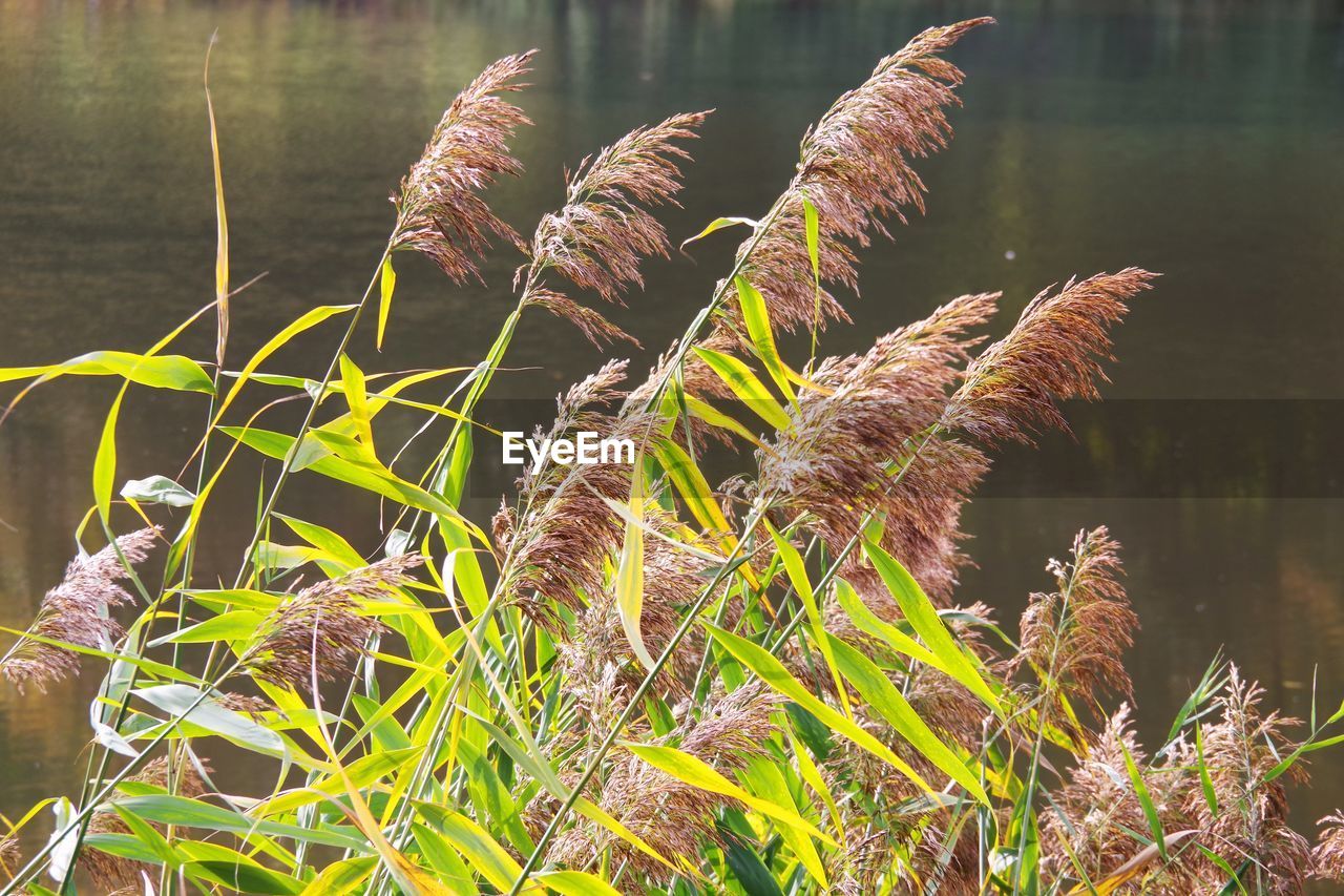 Close-up of plant in lake