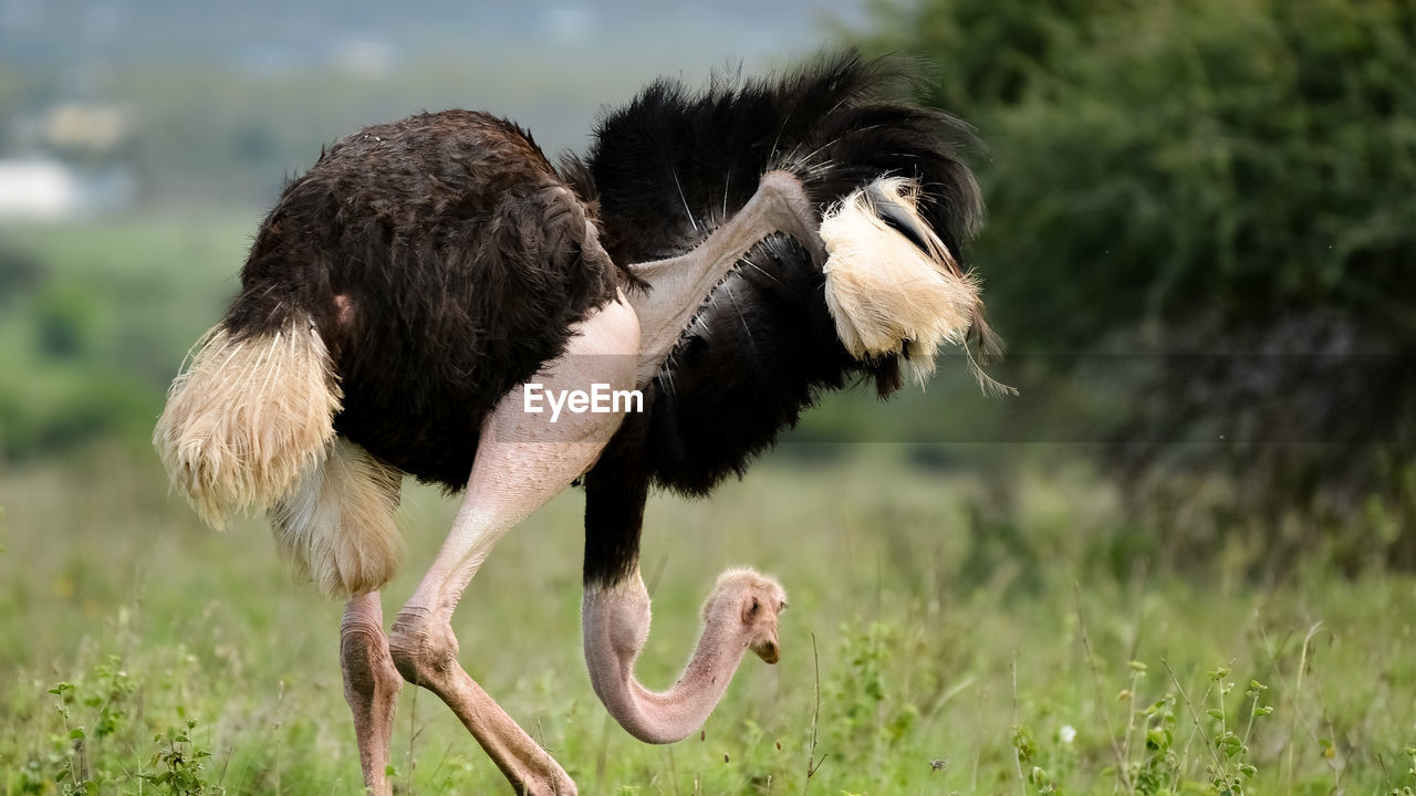 Ostrich on grassy field