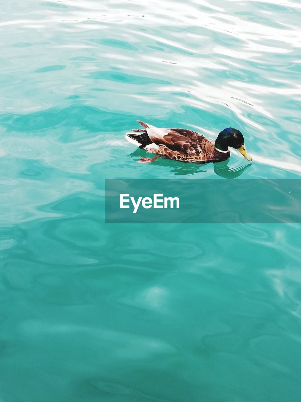 HIGH ANGLE VIEW OF DUCK SWIMMING IN POOL