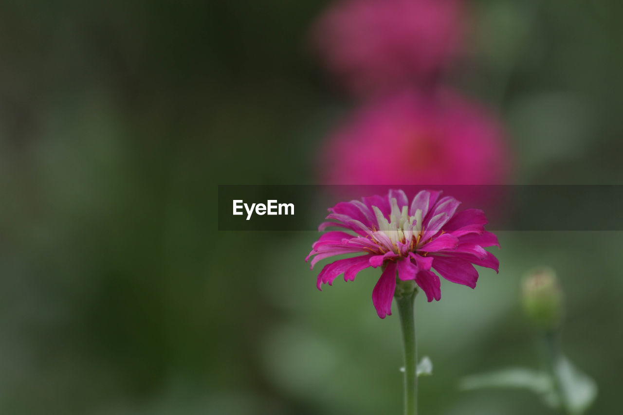 CLOSE-UP OF PINK FLOWER AGAINST BLURRED BACKGROUND