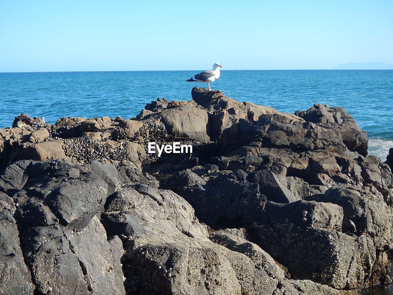 Seagull perching on rock by sea against clear sky