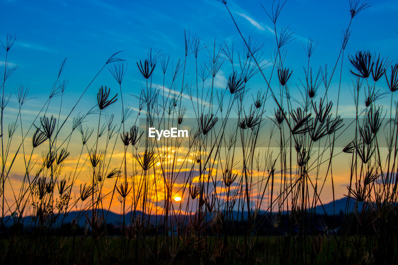 SCENIC VIEW OF PLANTS AGAINST SKY AT SUNSET