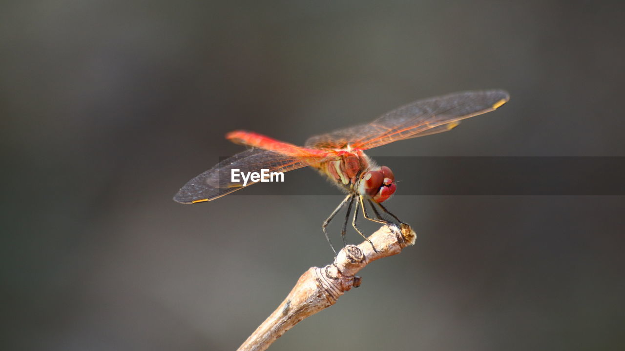 CLOSE UP OF DRAGONFLY