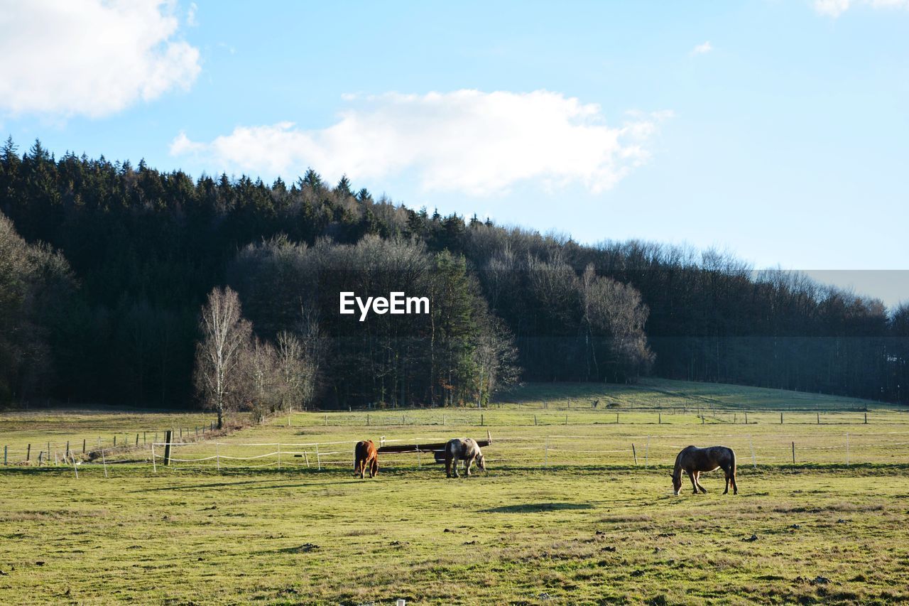 Horses grazing in a field