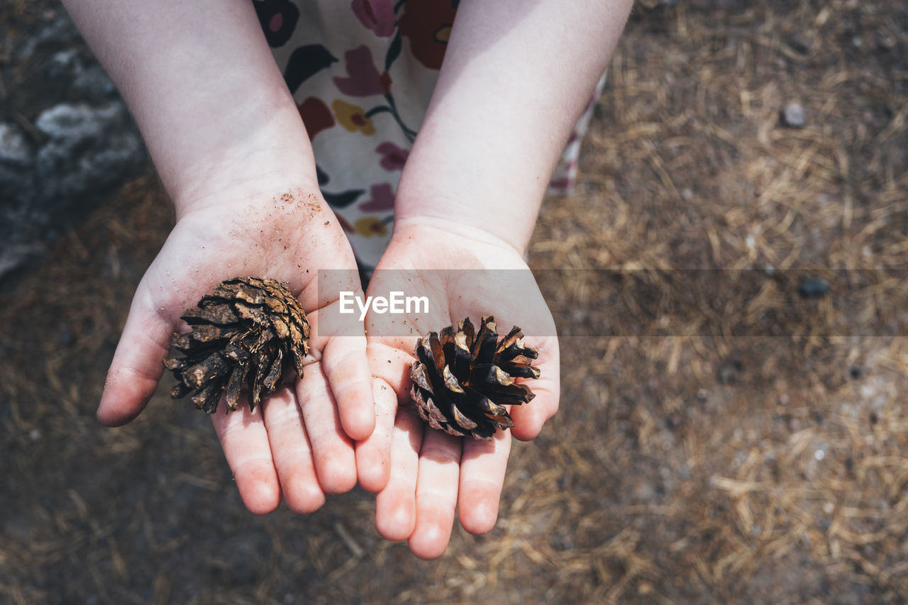 Child holding pine cones