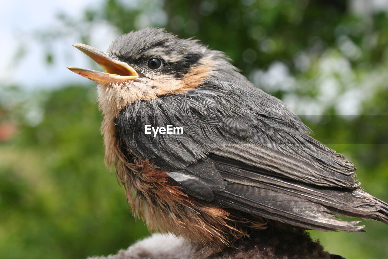 Close-up of a bird